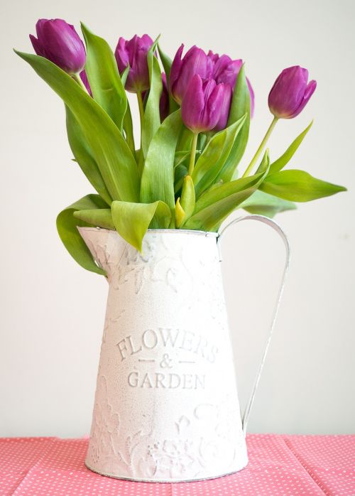 violet tulip pitcher