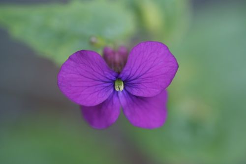 violet flower nature