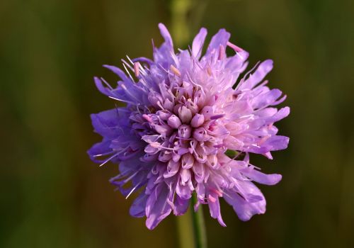 violet single flower