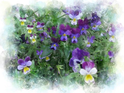 violet flower multi color