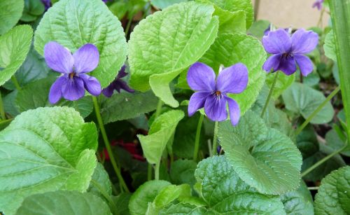 violet plant flowers