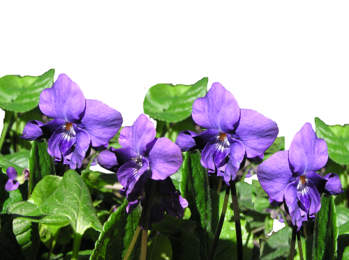 violet flowers plant