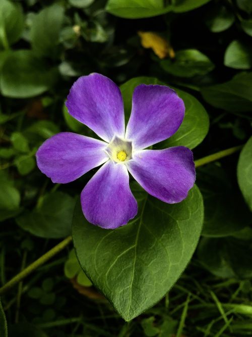 violet plant flower