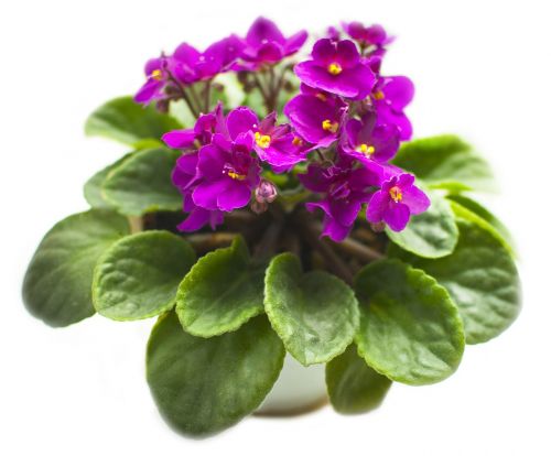 violet flower plant