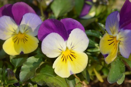 violet spring flower