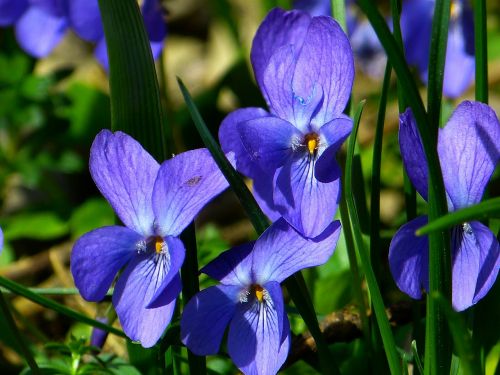 violet viola purple