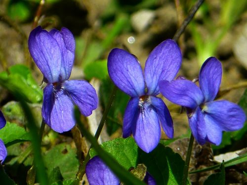 violet viola purple