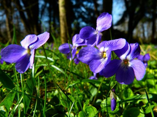 violet viola purple