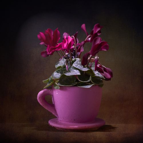 violet pink plant