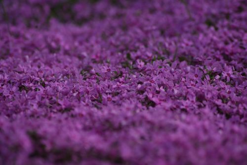 violet flowers flower