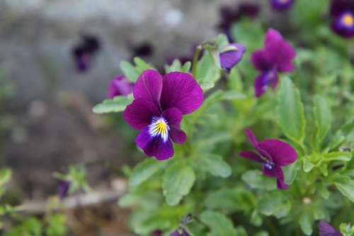 violet  purple flower  wild flower