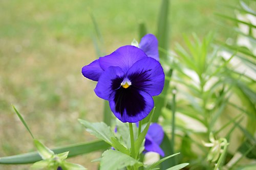 violet  flower