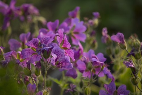 violet  flowers  purple flowers