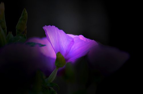 violet  flower  bloom