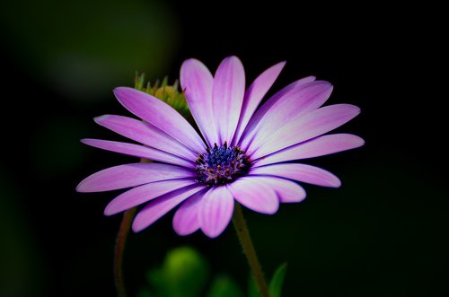 violet  flower  bloom