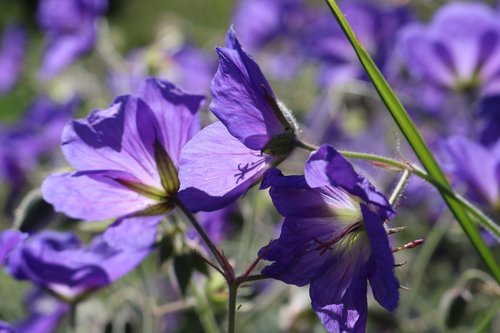 violet  flower  plant