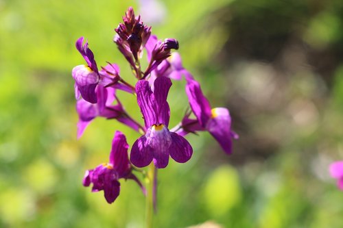 violet  flower  summer