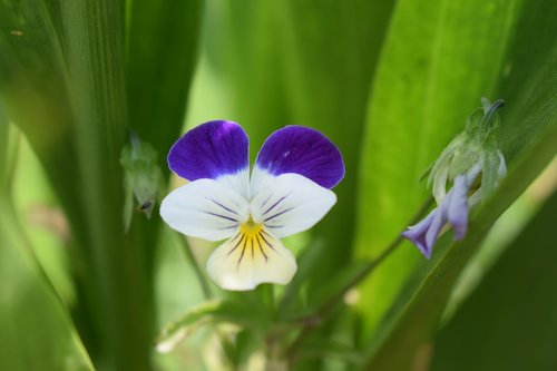 violet  summer  flower