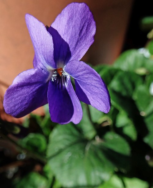 violet  flower  purple