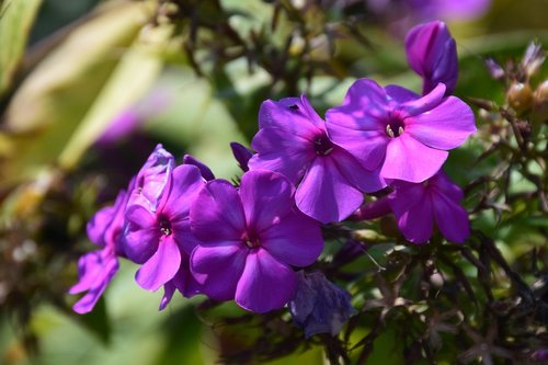 violet  flower  plant