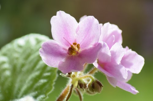 violet  flower  summer