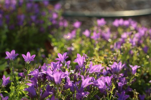 violet  plant  flower