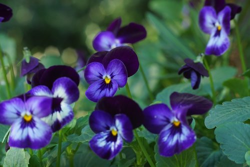 violet  purple  lavender