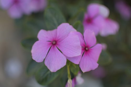 violet  flowers  plant