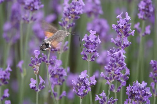 violet  nature  flower