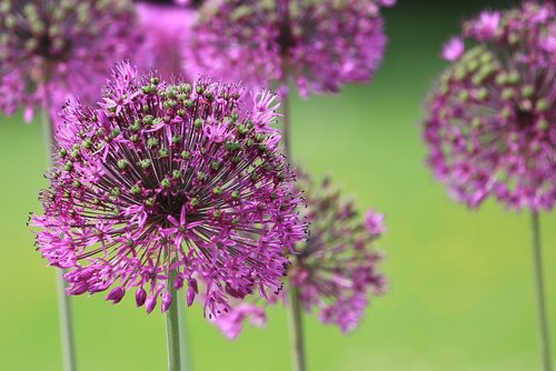 violet  fragile  stems