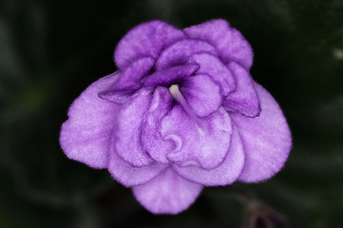 violet  room flower  flower