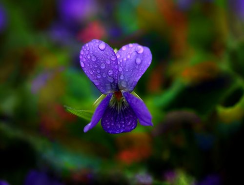 violet  flower  blue