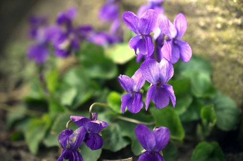 violet  viola  violaceae