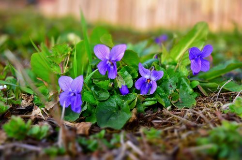 violet  forest  spring