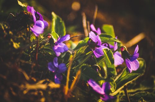 violet  purple  spring