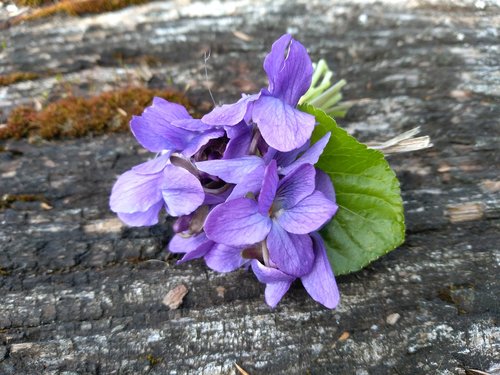 violet  spring  flower