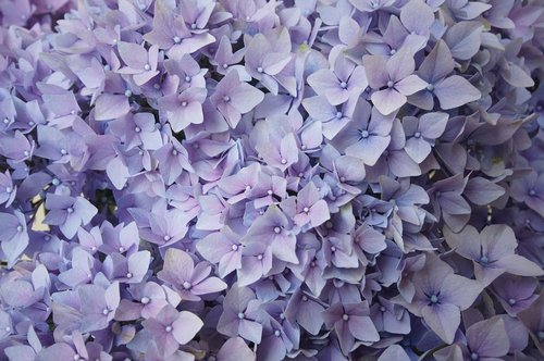 violet  bush  nature