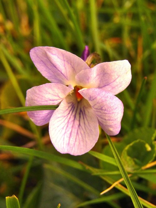 violet  spring  flowers