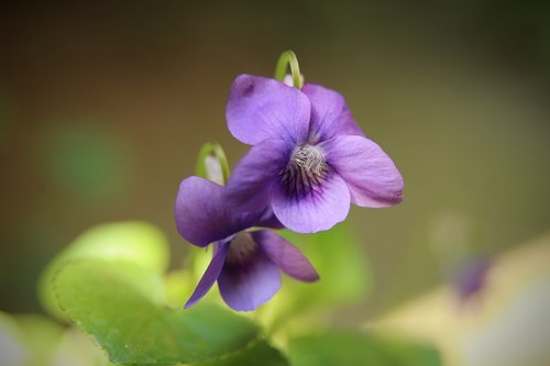 violet  flowers  petals