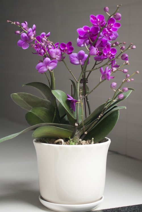 violet  pot  blooming