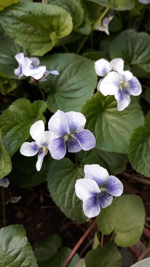 violet  flowers  nature