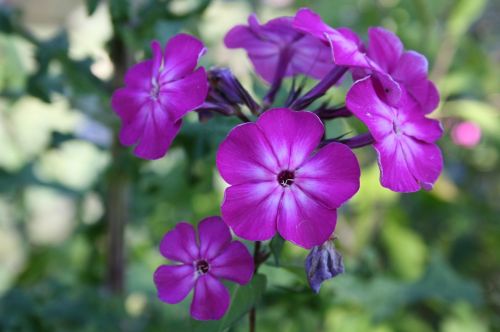 violet violet flower lilac flower