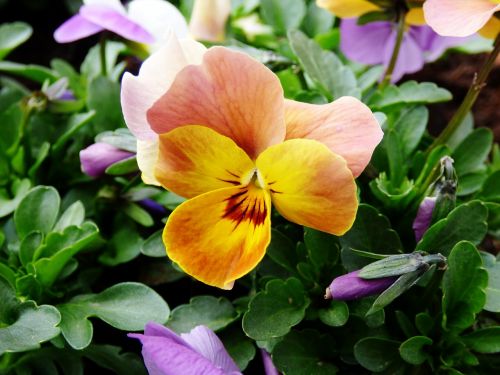 violet flower yellow