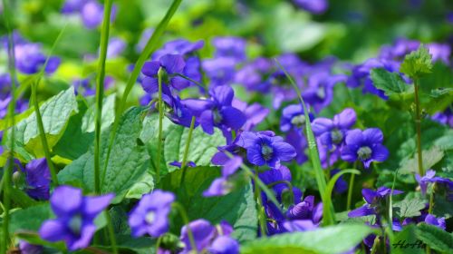 violet flower spring