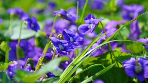 violet flower spring