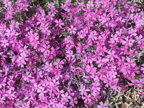 violet flowers spring