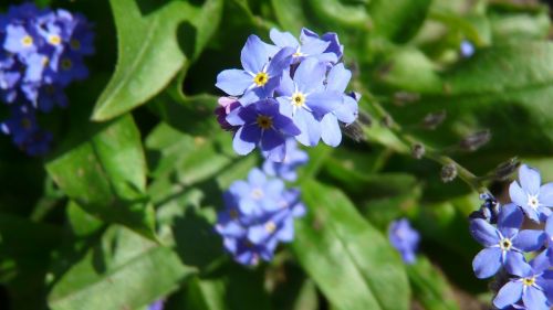 violet blossom bloom