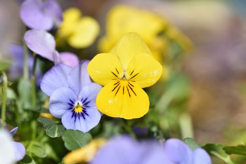 violet flower spring flower