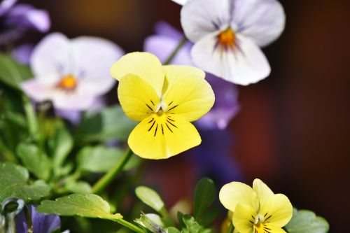 violet yellow flower