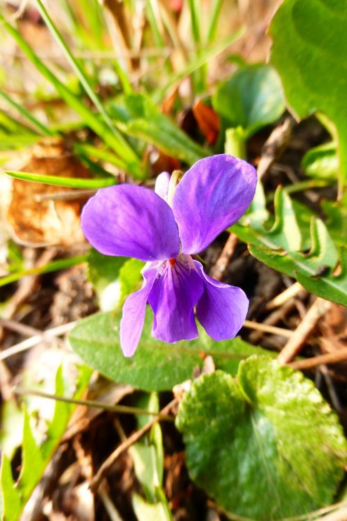 violet purple spring flower